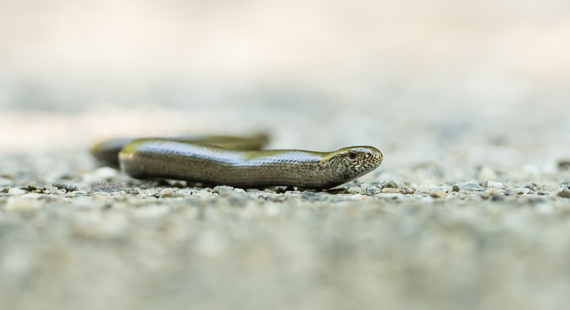 Blindschleiche