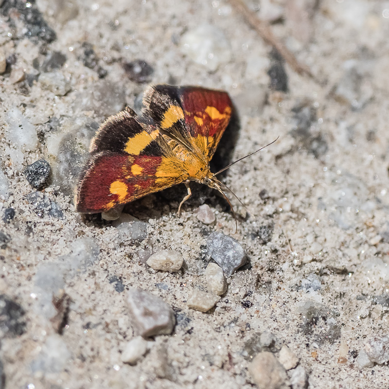 Purpurroter Zünsler