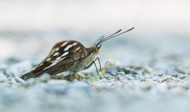 Kleiner Schillerfalter