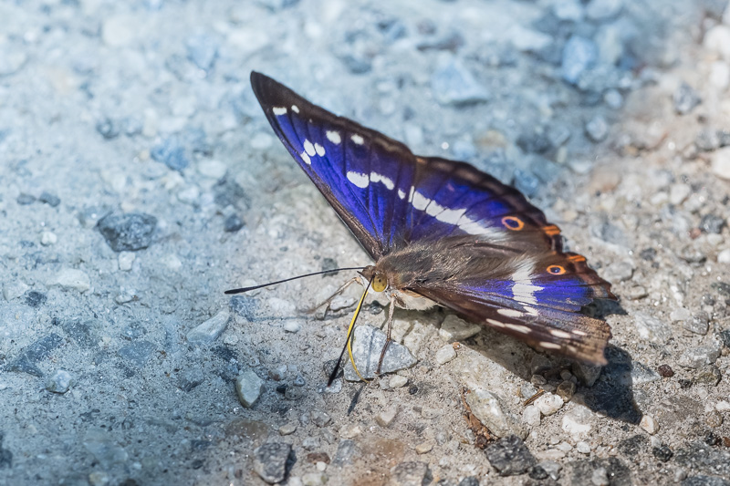 Kleiner Schillerfalter