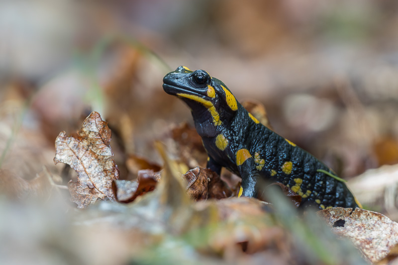 Feuersalamander Herbst 2020