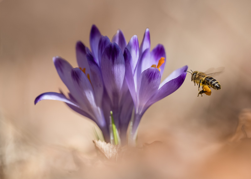 Krokus mit Biene