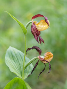 Frauenschuh - Cypripedium calceolus im Naturschutzgebiet Karlschütt (Steiermark)