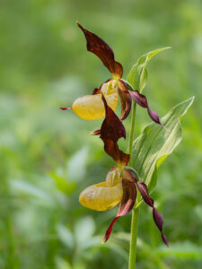 Frauenschuh - Cypripedium calceolus im Naturschutzgebiet Karlschütt (Steiermark)