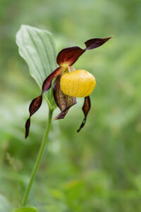 Frauenschuh - Cypripedium calceolus im Naturschutzgebiet Karlschütt (Steiermark)
