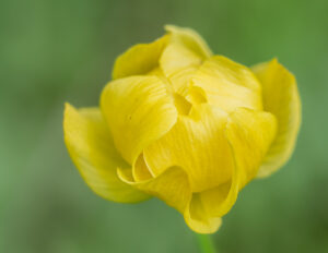 Trollblume - Trollius europaeus im Naturschutzgebiet Karlschütt (Steiermark)