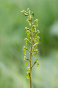 Großes Zweiblatt - Listera ovata im Naturschutzgebiet Karlschütt (Steiermark)