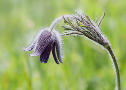 Wiesen-Kuhschelle - Pulsatilla pratensis im Nanos-gebirge