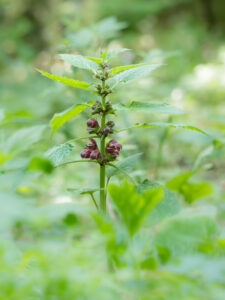 Riesen-Taubnessel - Lamium orvala im Nanos-gebirge