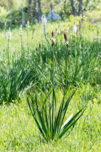 Weißer Affodil - Asphodelus albus im Nanos-gebirge