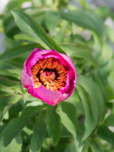 Gemeine Pfingstrose - Paeonia officinalis im Nanos-gebirge