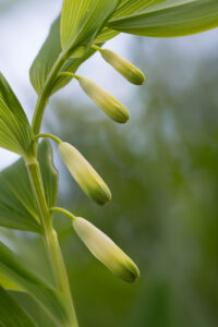 Echtes Salomonssiegel - Polygonatum odoratum im Nanos-gebirge