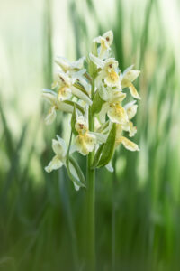 Holunderknabenkraut - Dactylorhiza sambucina im Nanos-gebirge