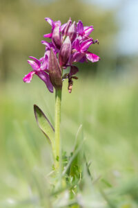 Holunderknabenkraut - Dactylorhiza sambucina im Nanos-gebirge