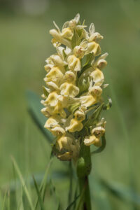 Holunderknabenkraut - Dactylorhiza sambucina im Nanos-gebirge