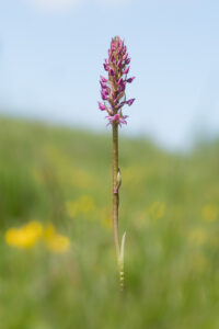 Mücken-Händelwurz - Gymnadenia conopsea im Nanos-gebirge