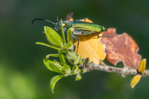 Spanische Fliege - Lytta vesicatoria