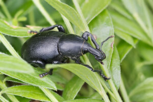 Rüsselkäfer - Curculionidae