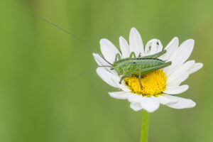 Langfühlerschrecke - Ensifera