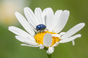 Unbestimmter Käfer - Coleoptera