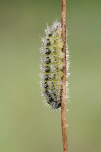 Raupe Widderchen - Zygaenidae