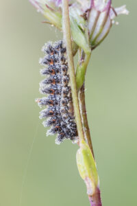 Raupe Scheckenfalter - Melitaeini