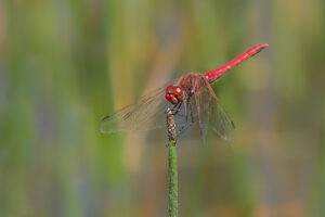 Frühe Heidelibelle - Sympetrum fonscolombii