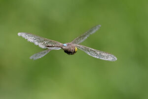 Schabracken-Königslibelle - Anax ephippiger
