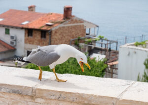 Mittelmeermöwe - Larus michahellis