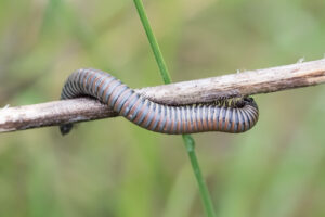 Tausendfüsser - Myriapoda