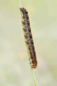 Raupe Wolfsmilch-Ringelspinner - Malacosoma castrensis