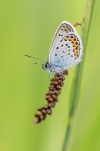 Argus-Bläuling - Plebejus argus