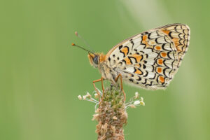 Flockenblumen-Scheckenfalter - Melitaea phoebe