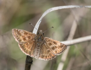 Kronwicken-Dickkopffalter - Erynnis tages