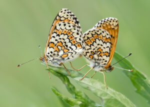Wegerich-Scheckenfalter - Melitaea cinxia - Paarung