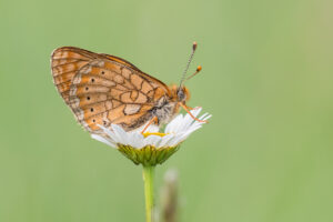 Goldener Scheckenfalter - Euphydryas aurinia