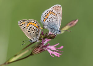 Argus-Bläuling - Plebejus argus - Paarung