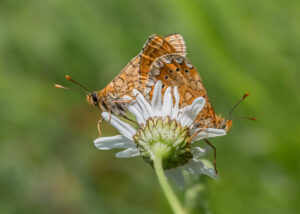 Goldener Scheckenfalter - Euphydryas aurinia - Paarung
