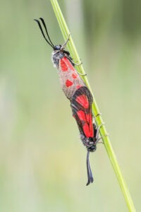 Beilfleckwidderchen - Zygaena loti - Paarung