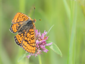 Goldener Scheckenfalter - Euphydryas aurinia