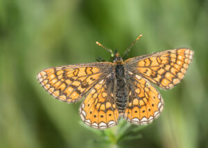 Goldener Scheckenfalter - Euphydryas aurinia