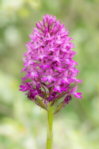 Pyramidenorchis - Anacamptis pyramidalis, gefunden in Istrien / Kroatien