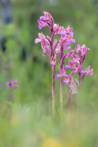 Schmetterlings-Knabenkraut - Anacamptis papilionacea, gefunden in Istrien / Kroatien
