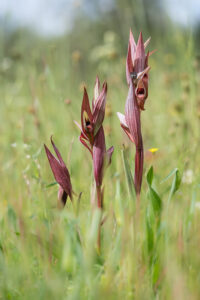 Zungenstendel - Serapias sp., gefunden in Istrien / Kroatien