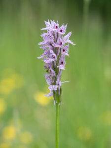 Dreizähniges Knabenkraut - Neotinea tridentata, gefunden in Istrien / Kroatien