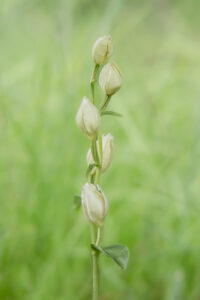 Weißes Waldvöglein - Cephalanthera damasonium, gefunden in Istrien / Kroatien