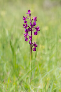 Lockerblütiges Knabenkraut - Anacamptis laxiflora, gefunden in Istrien / Kroatien