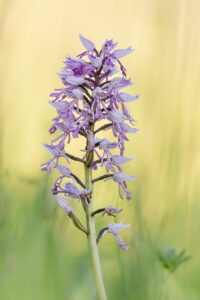 Affen-Knabenkraut - Orchis simia, gefunden in Istrien / Kroatien