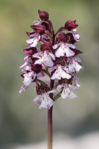 Purpur-Knabenkraut - Orchis purpurea, gefunden in Istrien / Kroatien