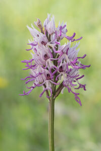 Affen-Knabenkraut - Orchis simia, gefunden in Istrien / Kroatien